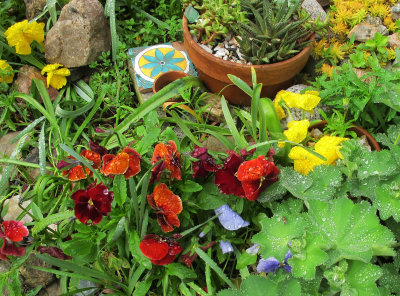 Garden Plot after Rain with Pansies & A Fly on Ladies Mantle