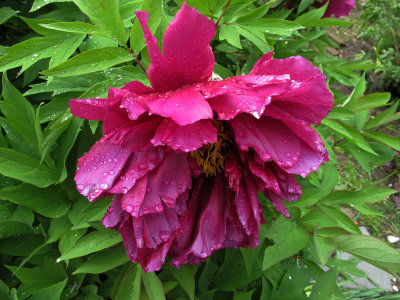 Magenta Tree Peony Blossom after Rain