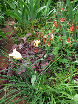 Garden Plot after Rain