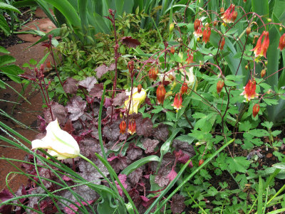 Detail Garden Plot after Rain