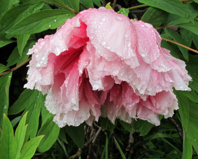 Pink Tree Peony Blossom after Rain