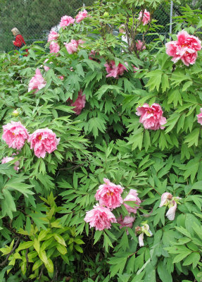 After Rain - Pink Tree Peony Bush in Bloom