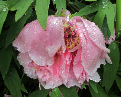 Pink Tree Peony Blossom after Rain