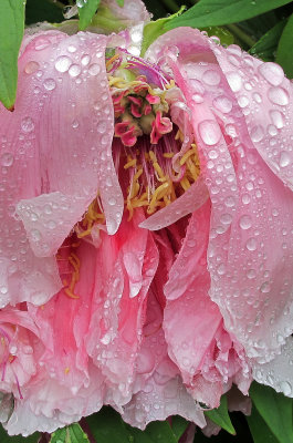 Detail Pink Tree Peony Blossom after Rain