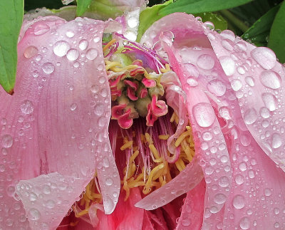 Detail Pink Tree Peony Blossom after Rain