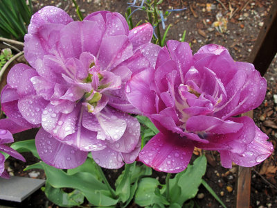 Lavendar Foliated Tulip Blossoms after Rain