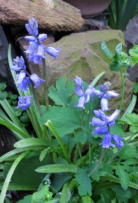 Blue Bells after Rain