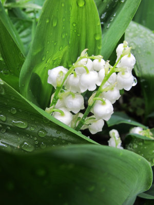 Lily of the Valley after Rain