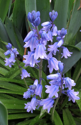 Blue Bells after Rain