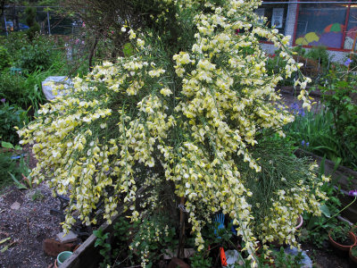 Scotch Broom in Bloom after Rain