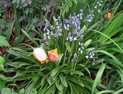 Budding Blue Bell Blossoms after Rain 