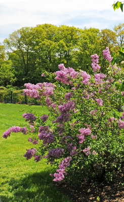 Lilacs are in Bloom