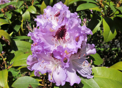 Lavender Rhododendron Blossom