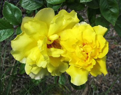 A Pair of Yellow Roses - Possibly May Gold or Golden Celebration Austin Rose 