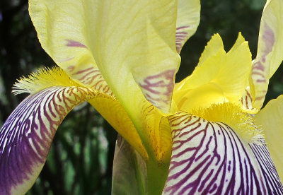 Yellow & Purple Iris Blossom