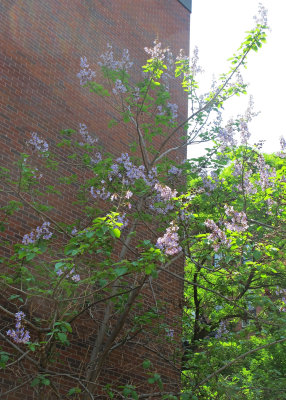 Empress Tree or Paulownia tomentosa