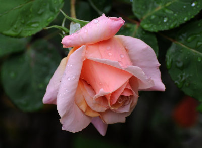 May 24, 2013 Photo Shoot - Rain Drops in Local Washington Square Area Gardens & World Trade Center Tower Fog 