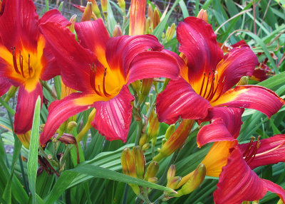Red & Yellow Lilies 