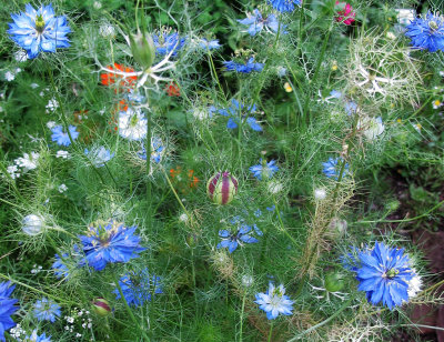 Nigella damascena or 'Love in the Mist'