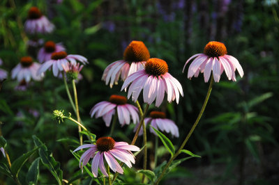 Echinacea aster blossoms 
