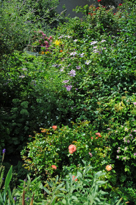 DSC_4343.JPG