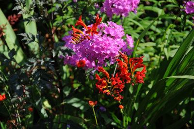 DSC_4349.JPG
