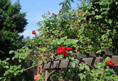 DSC_4354.JPG