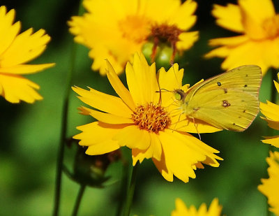 Sulphur Butterfly on a Coreopsis Lanceolata or Tickseed Blossom