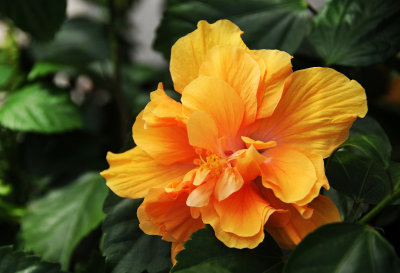 Foliated Orange Hibiscus Blossom 