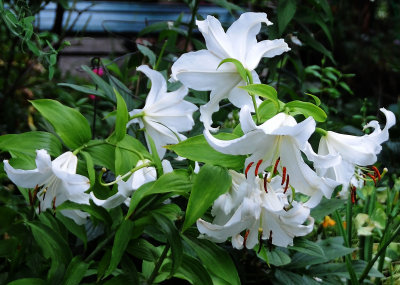 Casa Blanca Lilies