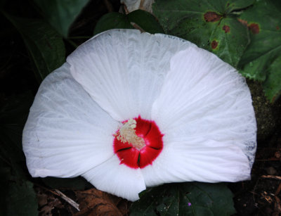 DSC_4471.JPG
