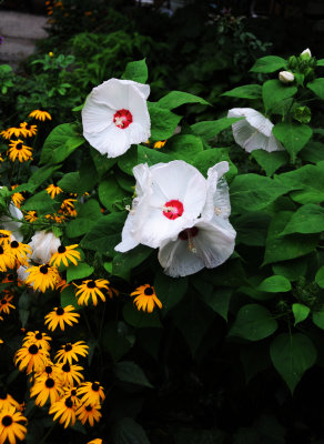DSC_4472.JPG