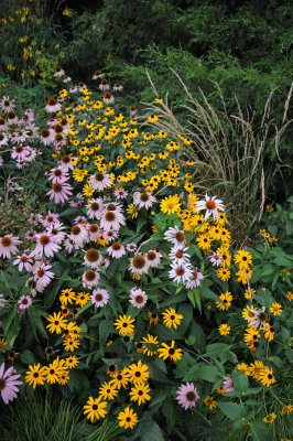 Blackeyed Susans, Echinacea & Grass Garden