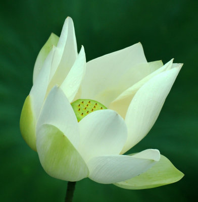 White Lotus  Blossom 