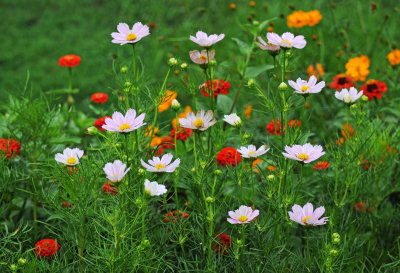 Coreopsis & Zinnia Flower Garden