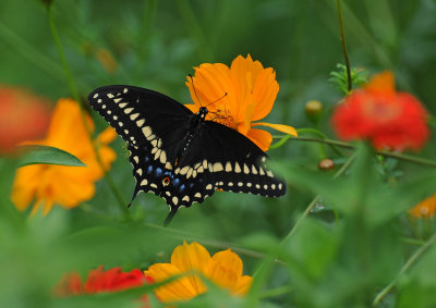 Black Swallowtail Butterfly on a Coreopsis Blossom