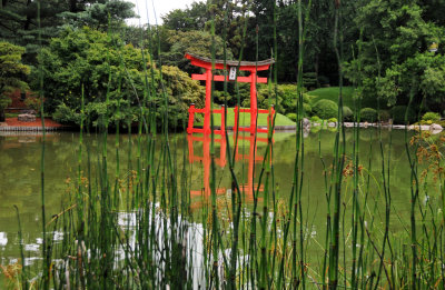 Horsetail Reeds & Shinto Gate Shrine