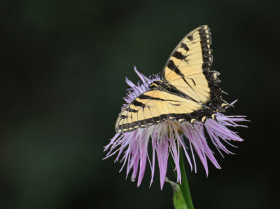 Canadian Tiger Swallowtail - Papillio canadensis