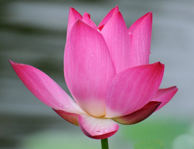 Rose Lotus Blossom