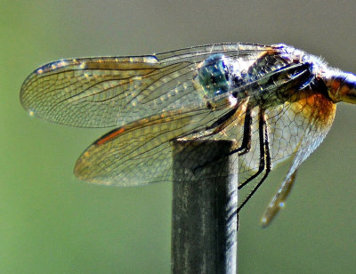 Dragonfly Shroud