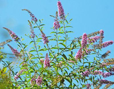 Butterfly Bush or Buddleja