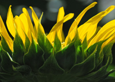 Sunflower Blossom