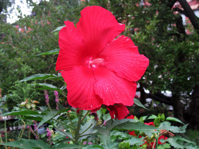 IMG_6675.JPG