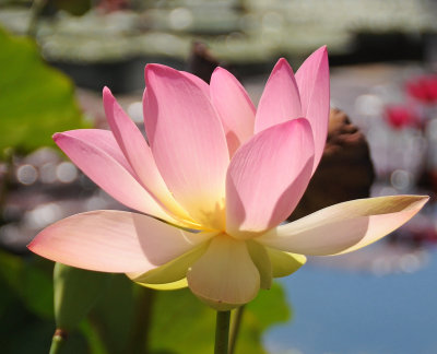 Pink Lotus Blossom