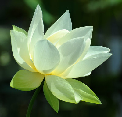 White Lotus Blossom 