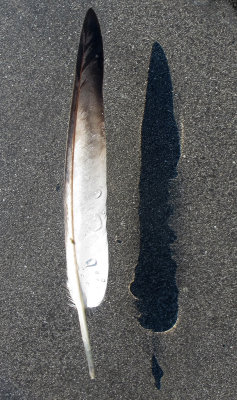 Pigeon Feather with Shadow in the Fountain Reflecting Pool