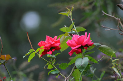 DSC_5627.JPG
