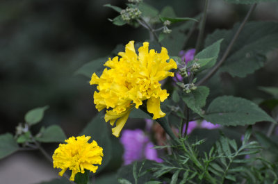 DSC_5633.JPG