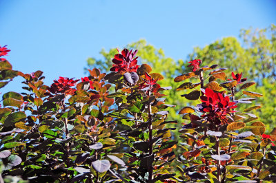 Smoke Tree or Cotinus coggygria Fall Foliage
