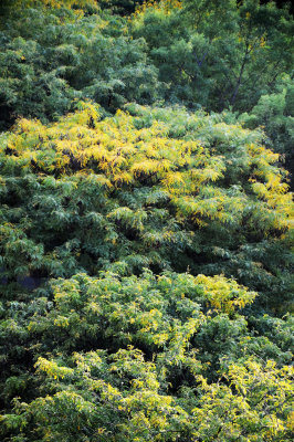 Yellow Foliage on Locust Trees